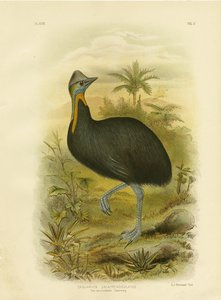 Casuario de un solo lóbulo, 1891